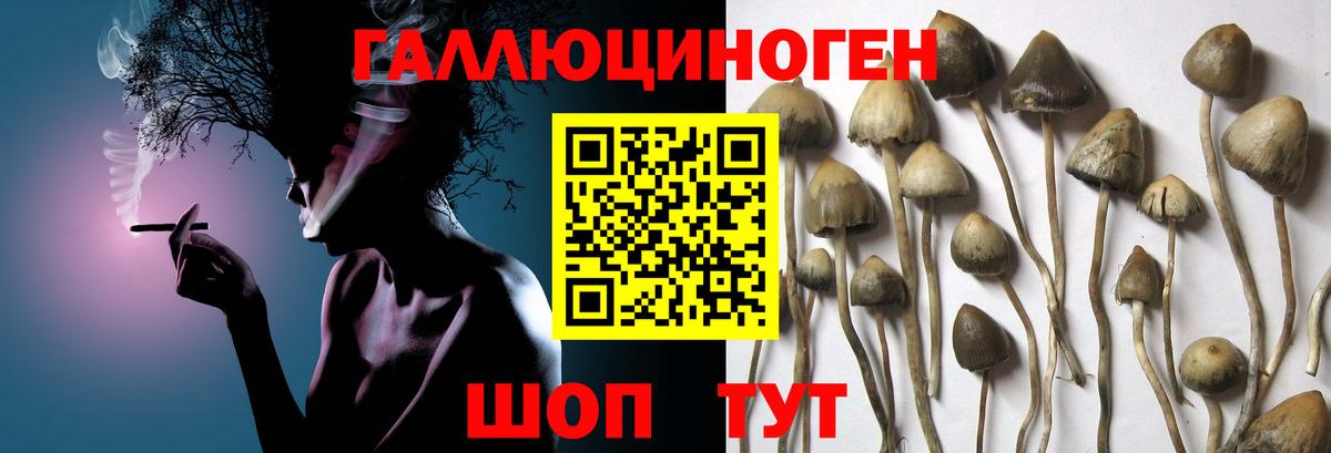 Псилоцибиновые грибы Psilocybine cubensis Обь